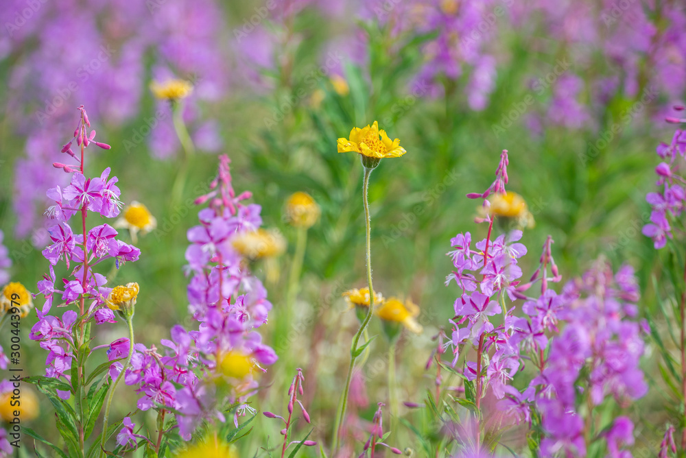 Fototapeta premium wildflowers in canada arctic