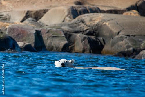 Fotografia swimming polar bear in northern canada churchill