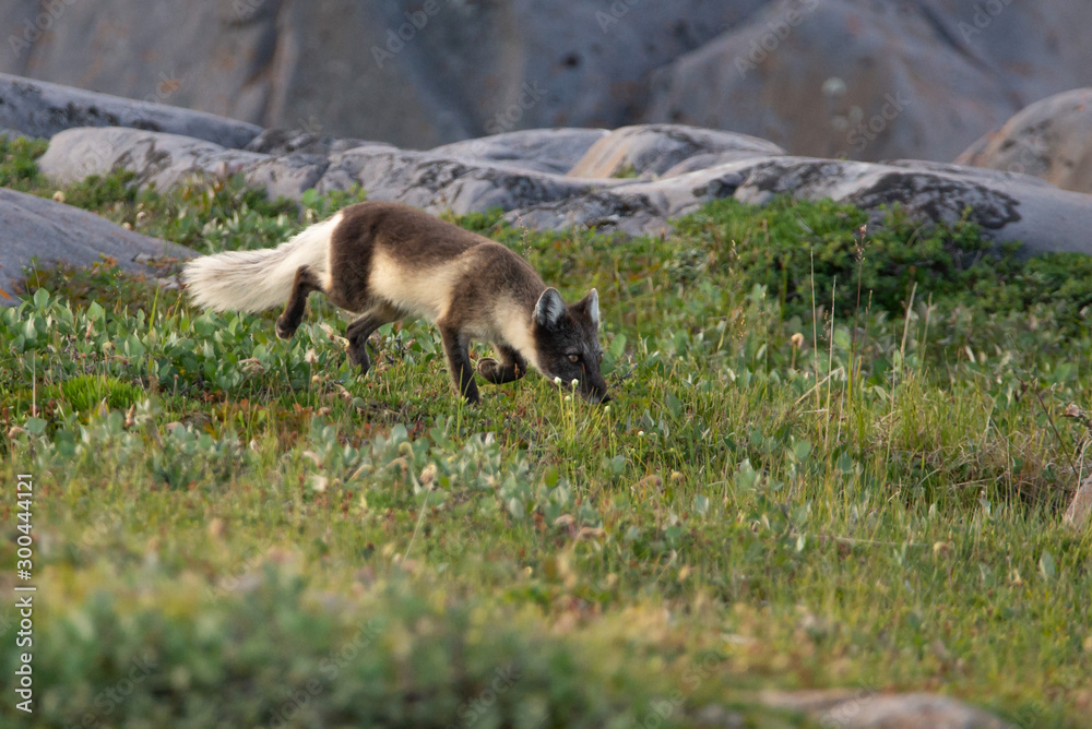 Arctic Fox running over the rocks in Northern Canada Stock Photo ...