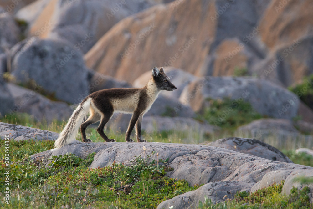 Naklejka premium Arctic Fox running over the rocks in Northern Canada