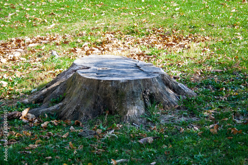 Tree Stump