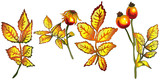 Vector autumn yellow rose hip leaves. Leaf plant botanical garden floral foliage. Isolated illustration element.