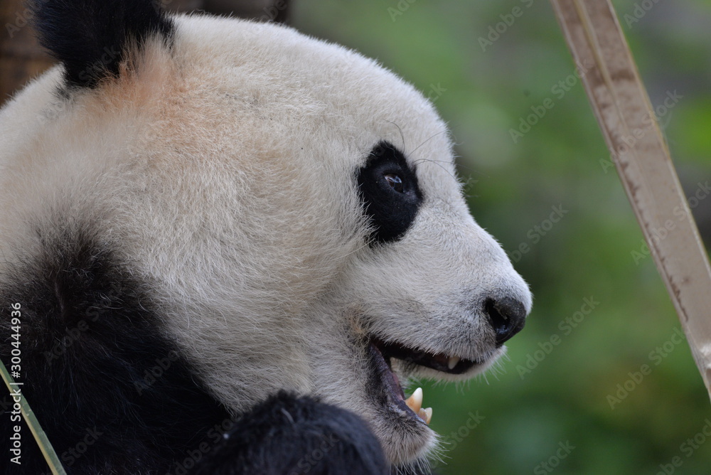 Naklejka premium giant panda eating bamboo
