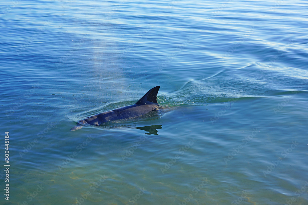 Fototapeta premium A wild dolphin in the water in Shark Bay, Australia