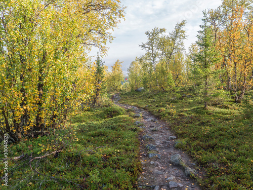 Kungsleden hiking trail path in Sweden Lapland landscape with autumn colored birch trees and bushes, Sunlight and clouds © Kristyna