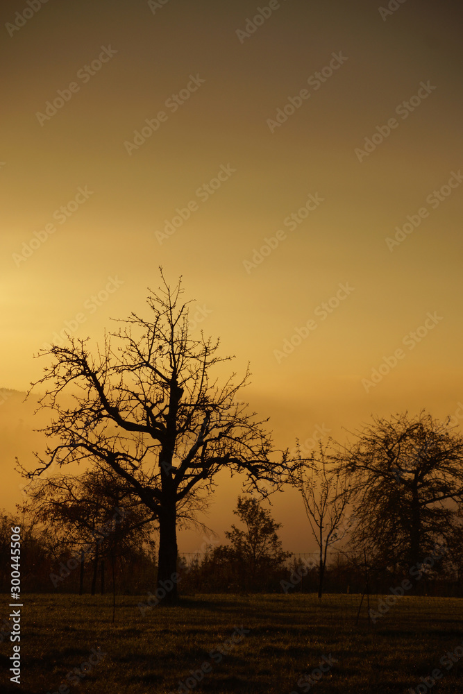 Morgendämmerung über einem alten Obstgarten im Schwarzwald, hoch über dem mit Nebel gefüllten Tal