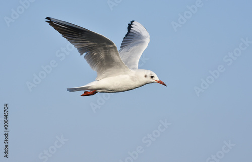 Seagull flying with open wings, closeup, isolated. 