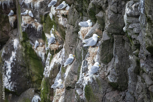 Seagulls nesting on cliffs of Mykines, Faroe Islands.