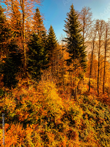 Fototapeta Naklejka Na Ścianę i Meble -  Autumn Landscape. Beautiful Autumn forest with orange and yellow leaves.