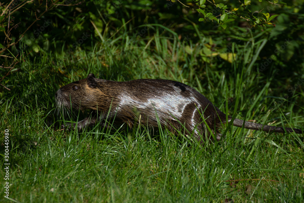 Nutria (Myocastor coypus) living wild on the riverbank. Germany Nutria (Myocastor coypus) living wild on the riverbank. Germany