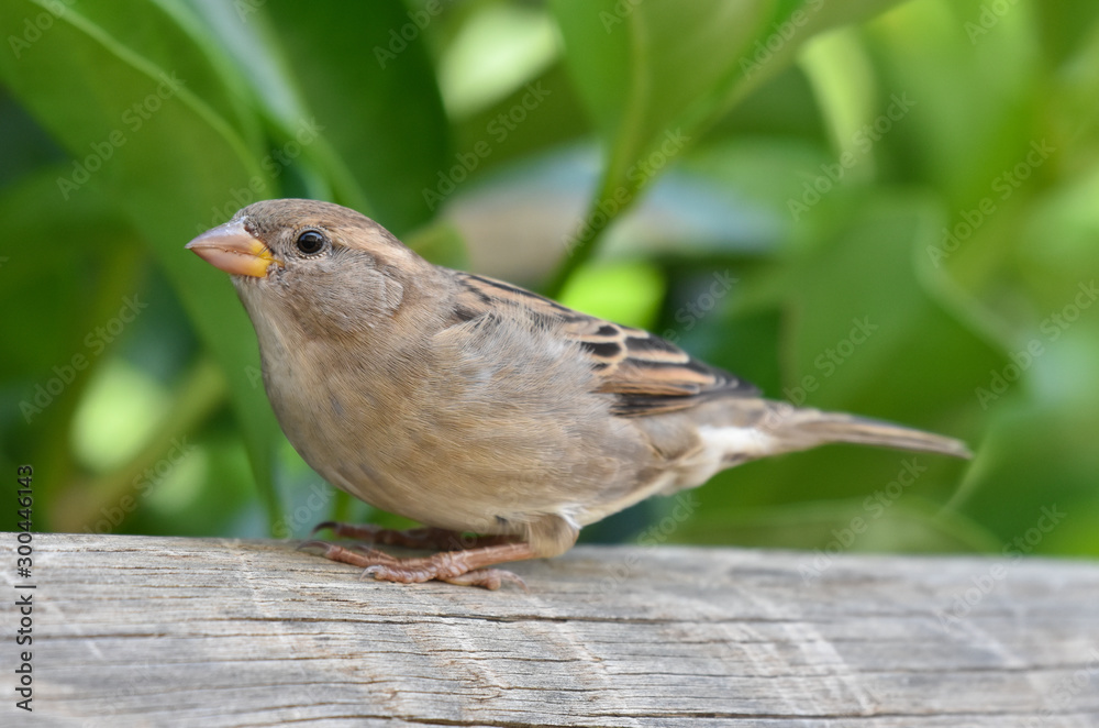 Fototapeta premium Sparrow standing on a wood, isolated, closeup.