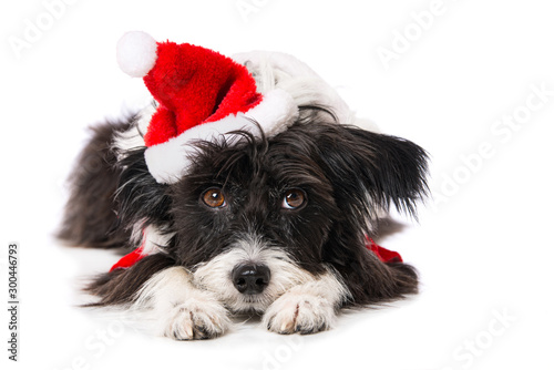 Cute little dog with santa hat lying isolated on white and looking to the camera