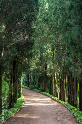 Cypress Alley in Nikitinsky Botanical Garden. Crimea