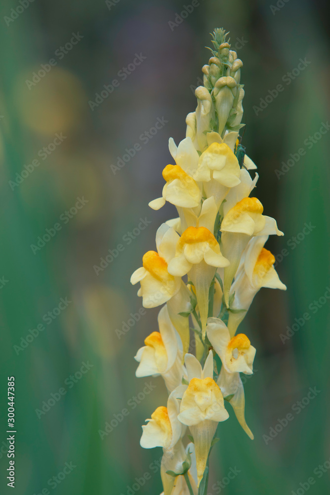 Fototapeta premium A beautiful yellow toadflax in a Finnish garden during Summer. 
