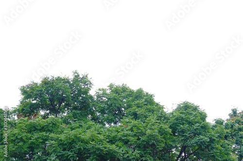 Tropical tree leaves with branches on white isolated background for green foliage backdrop 