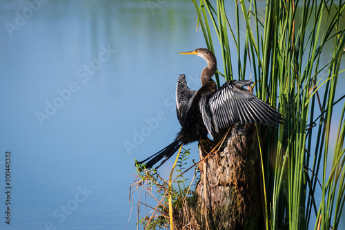 Anhinga looking back