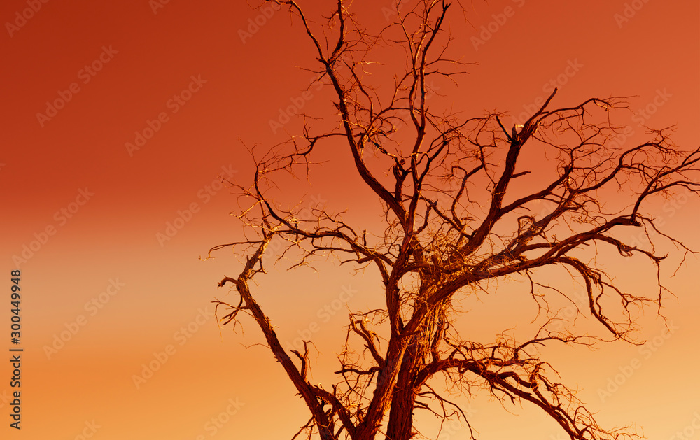 Obraz premium Old dead tree with an orange sky