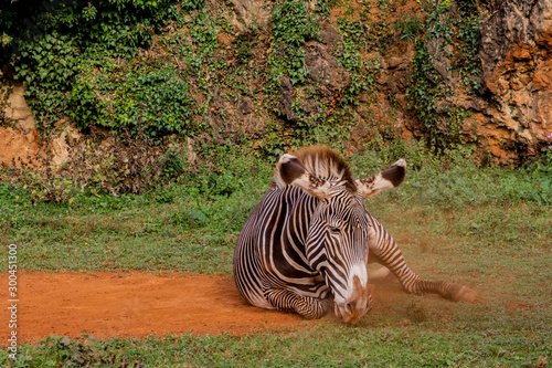 a zebra enjoying a dirt bath