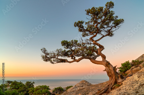 Lonely tree on the rock above the sea