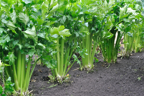 close-up of growing celery plantation (leaf vegetables)  in the vegetable garden
