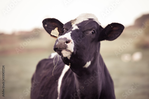 portrait of a cow