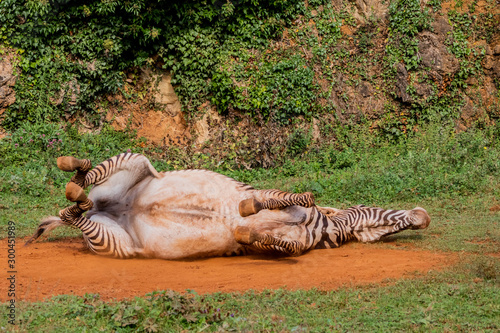 Fototapeta Naklejka Na Ścianę i Meble -  a zebra enjoying a dirt bath