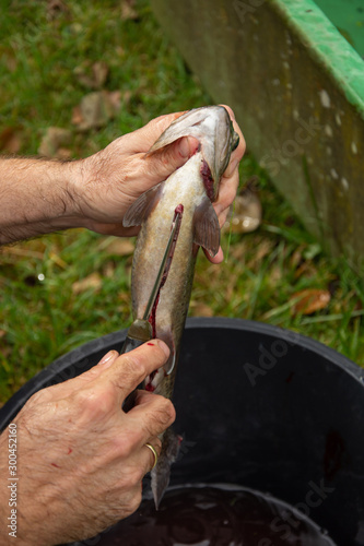 man's hand preparing trout, preparation and cleaning