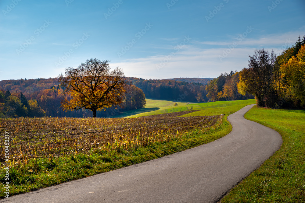 Herbstbaum mit Straße , Herbststimmung dem Dinkelberg