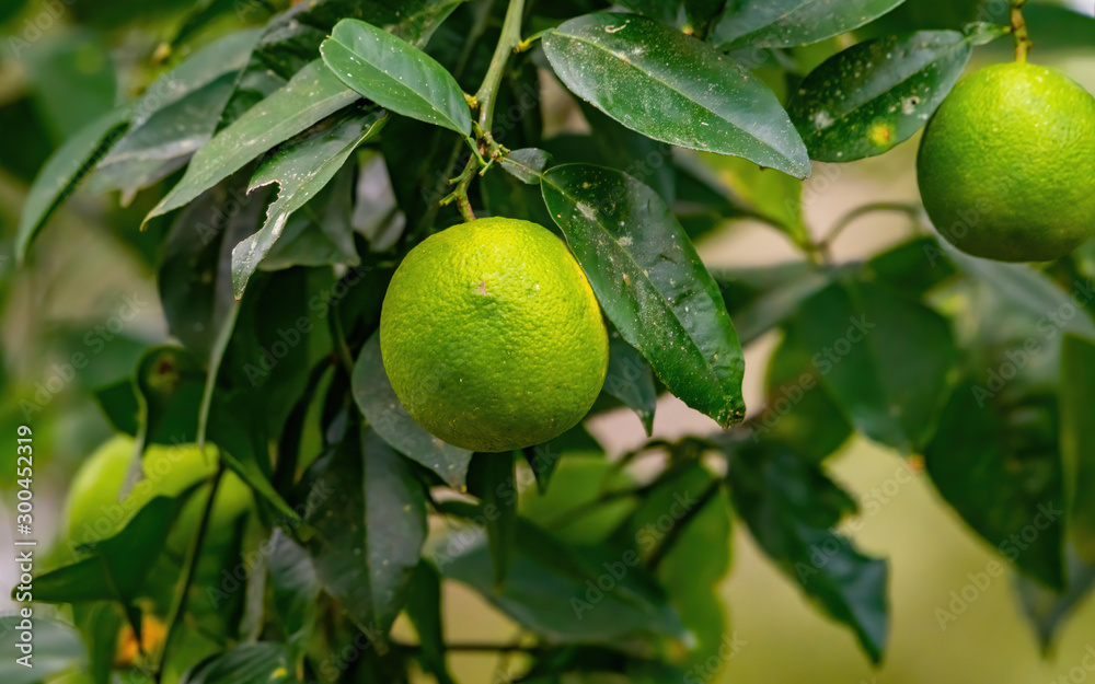 Limes ripening on the tree
