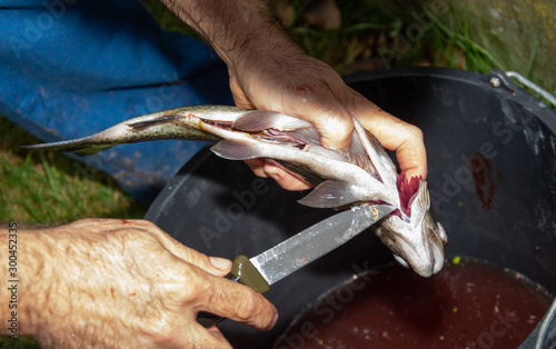 man's hand preparing trout, preparation and cleaning