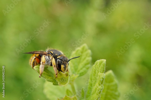 Insekt - Blattschneiderbiene © Revilo Lessen