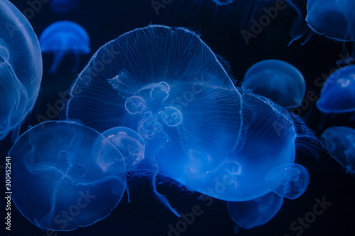Jellyfish in the deep blue ocean with bright illuminance