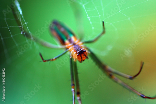 spider on a web