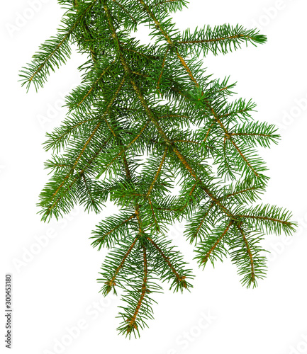 Christmas plants. fir branch . Christmas winter botanical decor . Coniferous twig . isolated on white without shadow