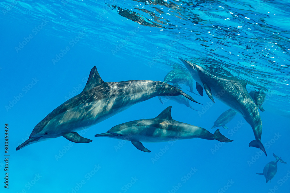 Naklejka premium pod of Spinner dolphins (Stenella longirorstris) swimming over sand in Sataya reef, Egypt, Red Sea