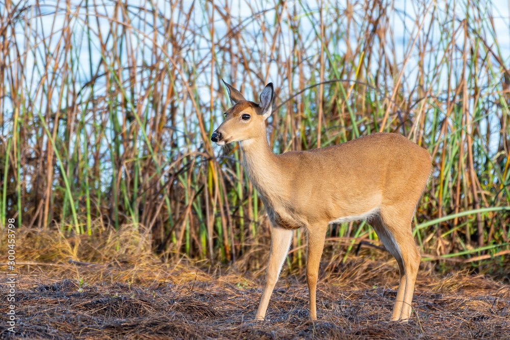 Young wild doe by the edge of a lake in Florida