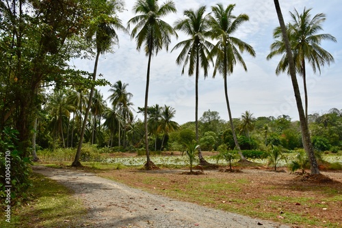 Walking trail on Pulau Ubin an island belonging to Singapore
