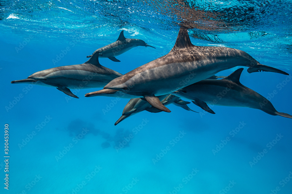 Fototapeta premium pod of Spinner dolphins (Stenella longirorstris) swimming over sand in Sataya reef, Egypt, Red Sea