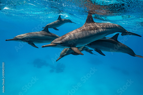 pod of Spinner dolphins (Stenella longirorstris) swimming over sand in Sataya reef, Egypt, Red Sea photo