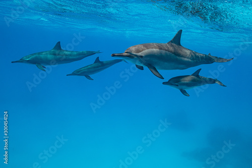 mothers and babies Spinner dolphins (Stenella longirorstris) swimming over sand in Sataya reef, Egypt, Red Sea © Subphoto