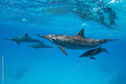 mothers and babies Spinner dolphins (Stenella longirorstris) swimming over sand in Sataya reef, Egypt, Red Sea
