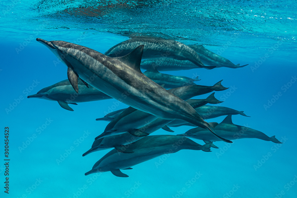 Fototapeta premium pod of Spinner dolphins (Stenella longirorstris) swimming over sand in Sataya reef, Egypt, Red Sea