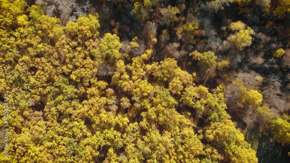 Aerial view beautiful autumn forest with yellow and red trees. Autumn in forest, aerial top view look down Aerial view beautiful autumn forest with yellow and red trees. Autumn in forest, aerial top view look down