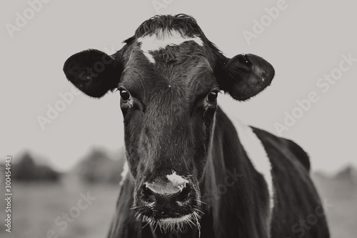 portrait of a cow