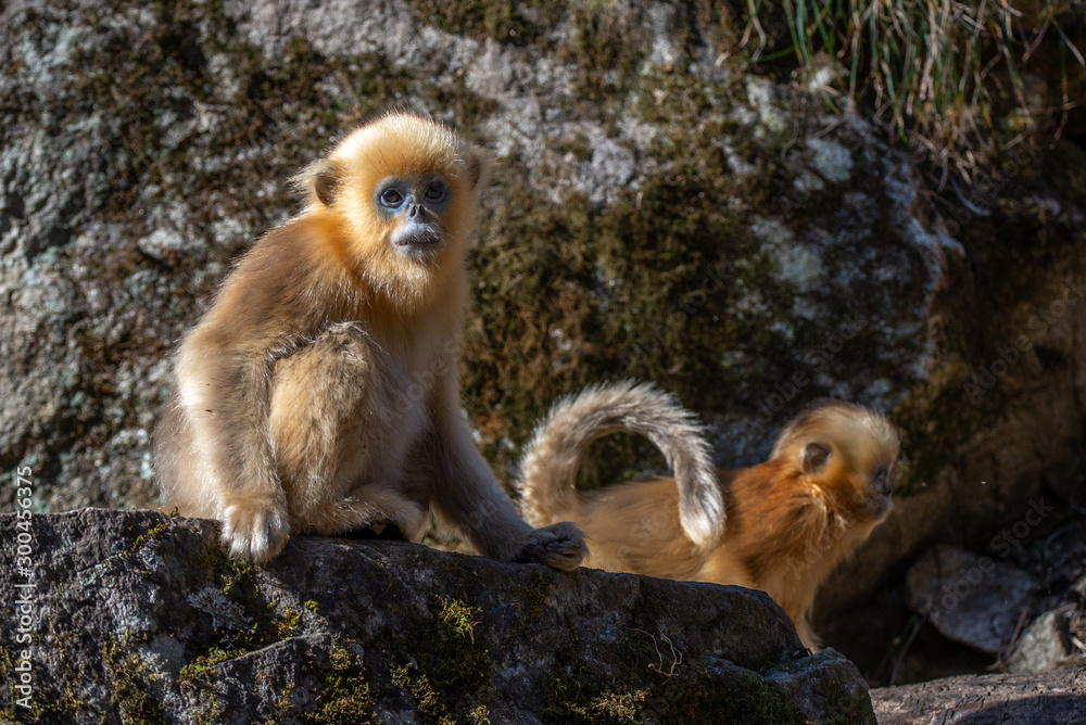 Fototapeta premium golden snub nosed monkey shaanxi china