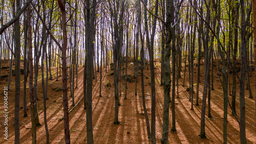 Fototapeta Naklejka Na Ścianę i Meble -  trees in forest