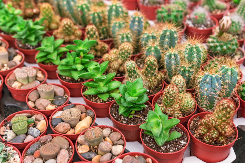 Fototapeta premium Different types of cacti and succulents in pots.