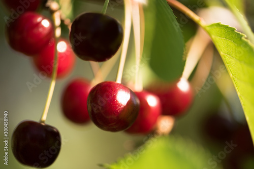 Ripe cherries on a branch. Vibrant and shiny red colour on soft green background.  Selective choice of focus and shallow depth of field.