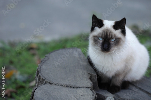 Canvas Print portrait of fluffy wild cat