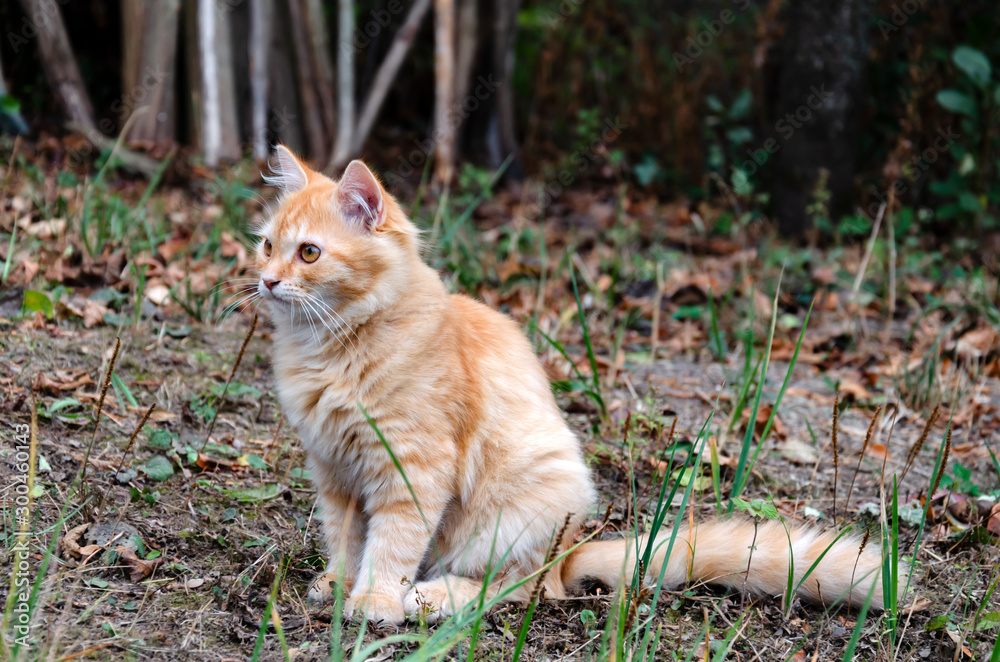 animal, red cat sits in the autumn in the yard animal, red cat sits in the autumn in the yard